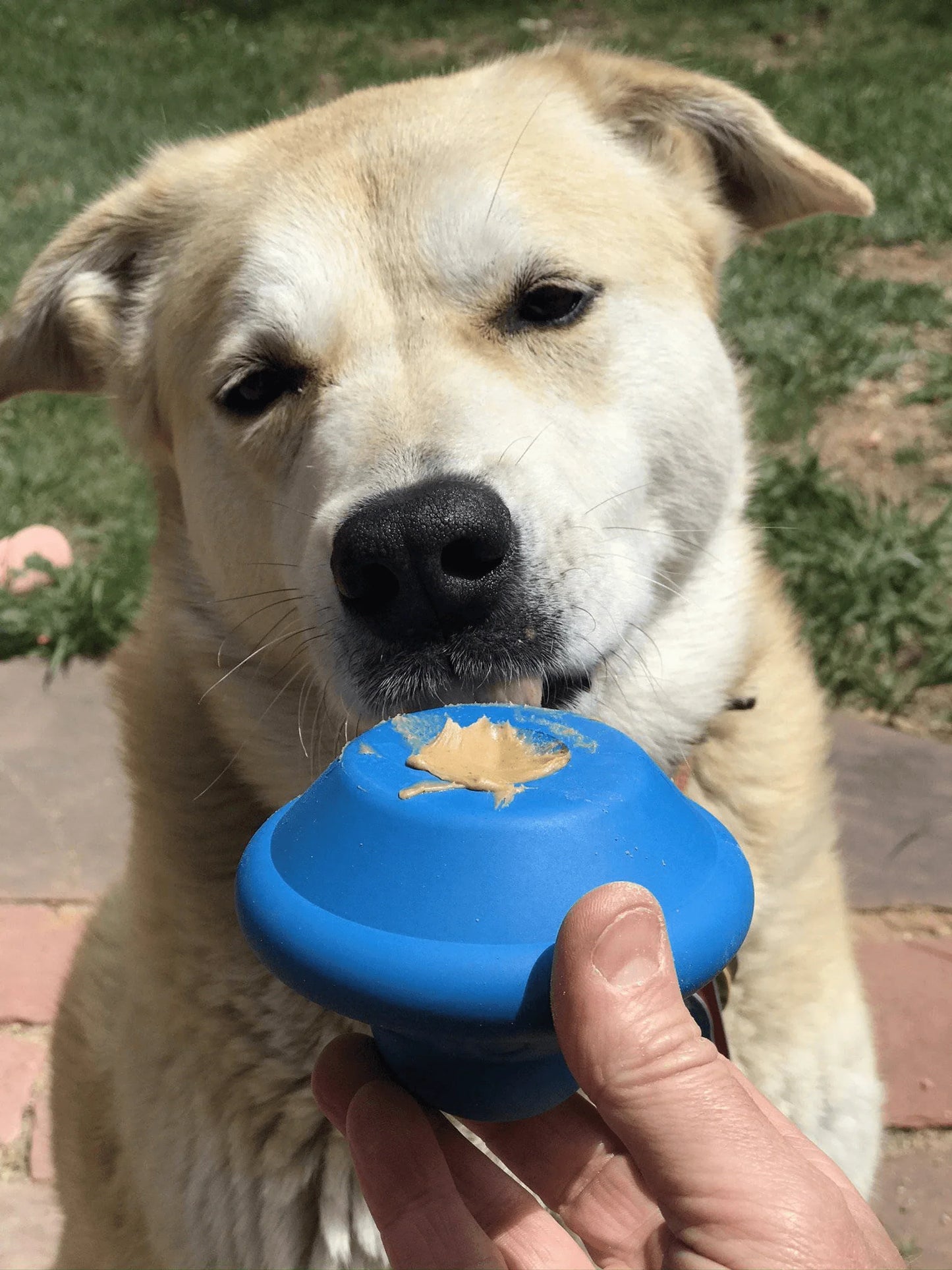 Ultra-Durable Flying Saucer Chew Toy & Treat Dispenser for Dogs - EZIMO STORE